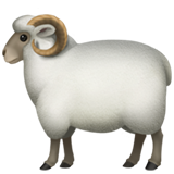 Голова овцы 
